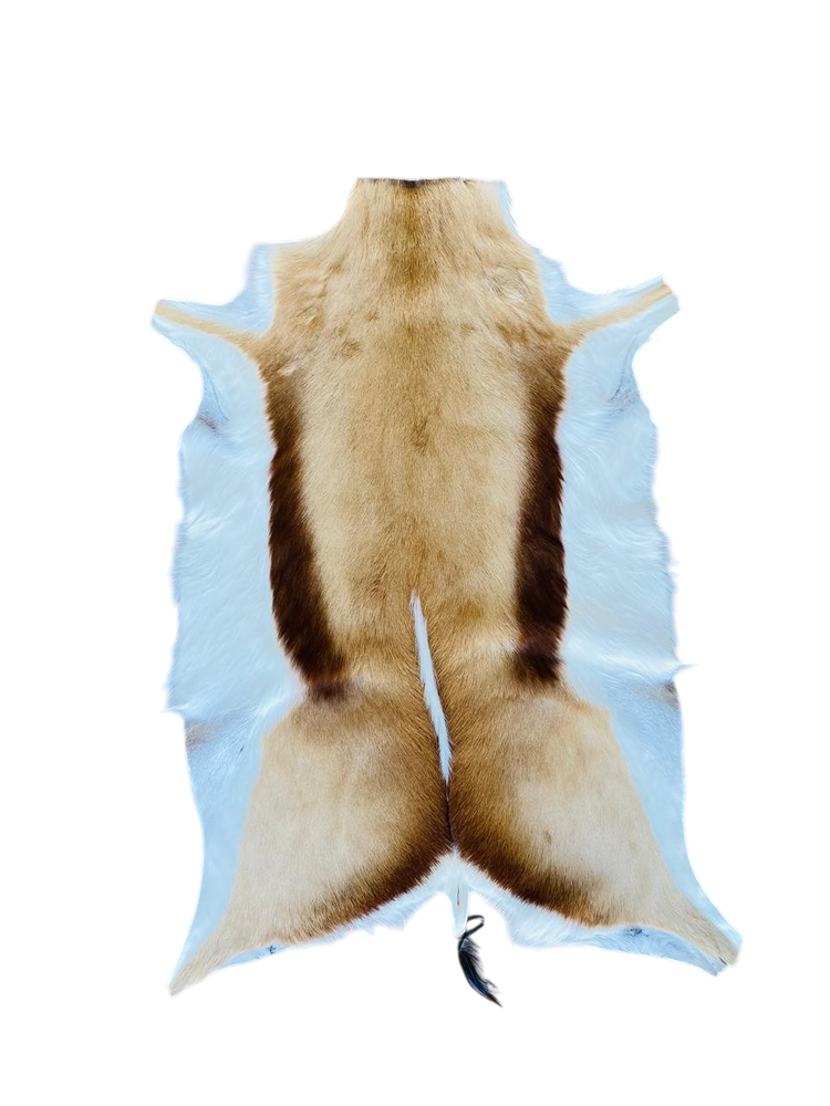 springbok hide