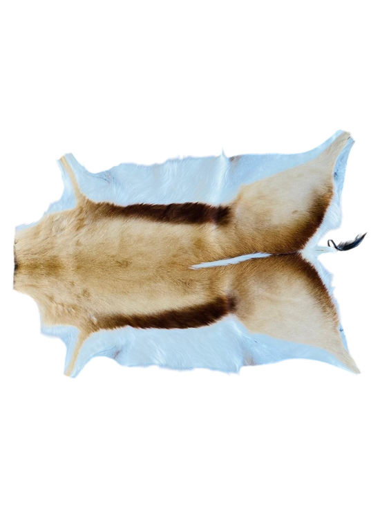 springbok hide