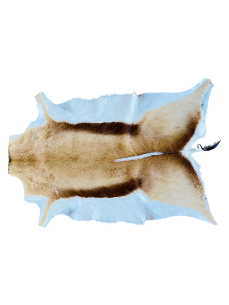springbok hide