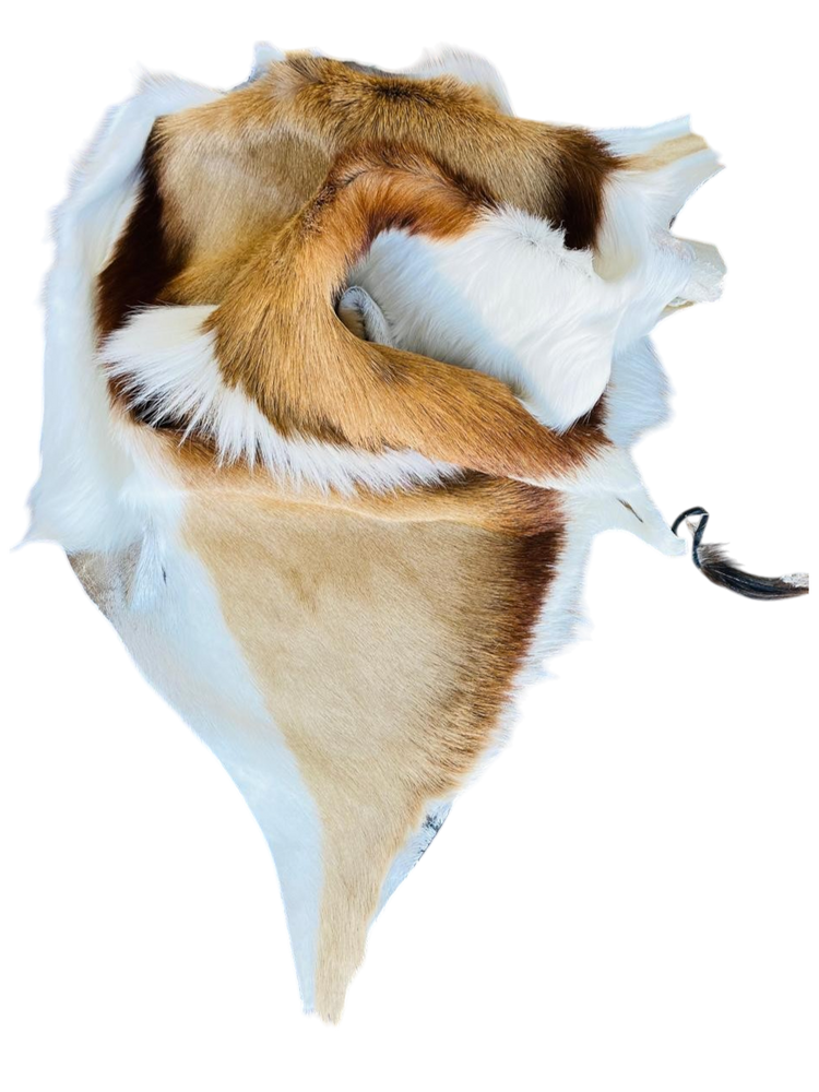springbok hide