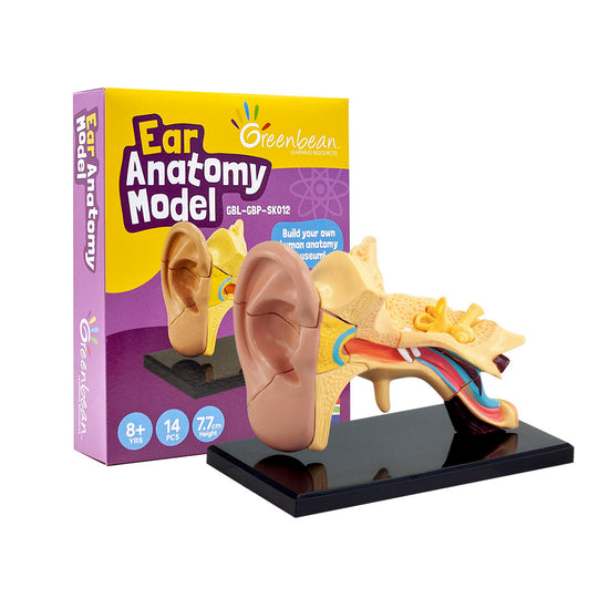 Greenbean Science - Anatomy Model - Ear - 14pcs