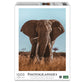 Ambassador - Photographers Collection 1000 Piece Puzzle - African Elephant