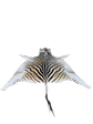 Zebra skin rug 