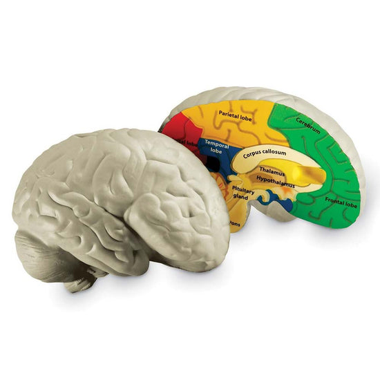 Learning Resources  - Cross - Section Brain Model
