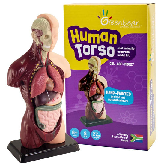 Greenbean Science - Human Anatomy Model 27cm 8pcs