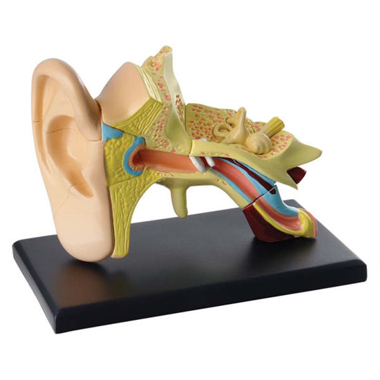Edu-Toys - Anatomy Model - Ear - 14pcs