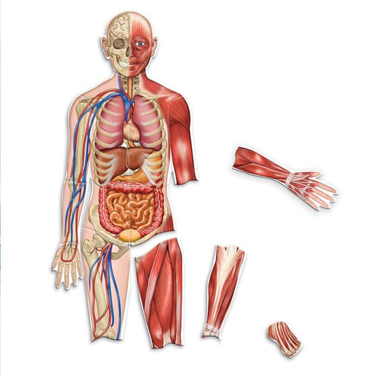 Learning Resources  - Double Sided Magnetic Human Body Demonstration Set