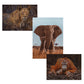 Ambassador - Photographers Collection: 3 x 1000 Piece Puzzle Bundle - Elephant, Lioness and Orangutan