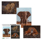Ambassador - Photographers Collection: 3 x 1000 Piece Puzzle Bundle - Elephant, Lioness and Orangutan